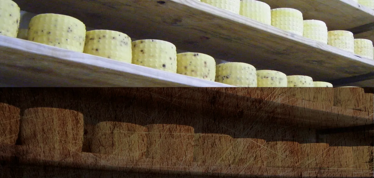 Cheese maturing at Borrello – Borrello Cheese