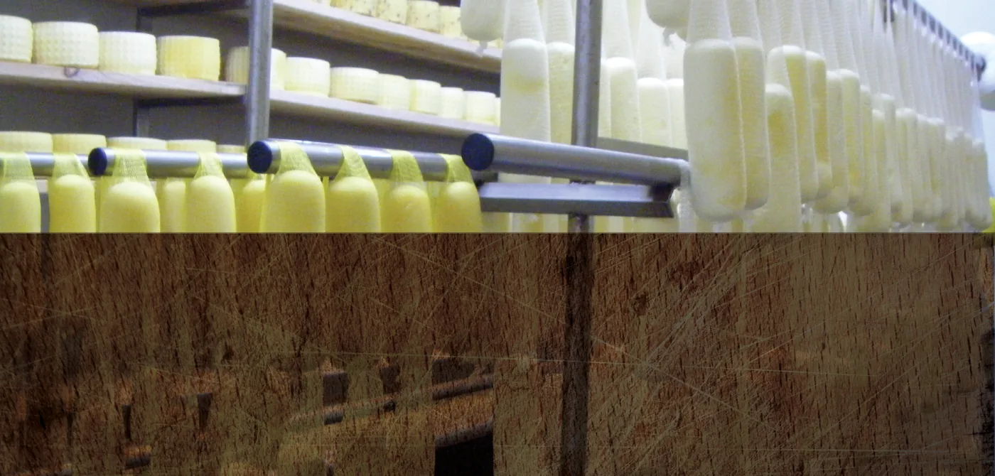 Borrello cheeses maturing on shelves